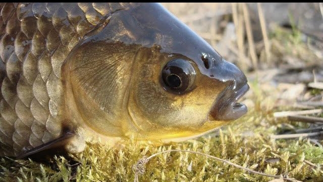 Ловим осторожного карася, любуемся живой природой. смотреть онлайн