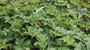 Крапива и трава Сныть для весеннего салата и здоровья