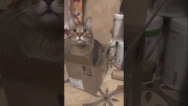 Funny cats |Barsik sits in box| #cats #shorts