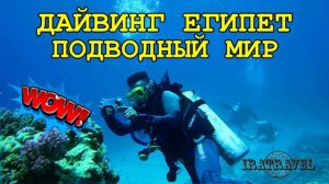 🇪🇬 ЕГИПЕТ,  КРАСНОЕ МОРЕ ПОДВОДНЫЙ МИР И ДАЙВИНГ  🐠  UNDERWATER WORLD IN RED SEA,  DIVING EGYPT