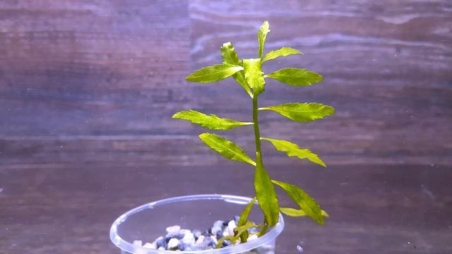 ПЕНТОРУМ СЕДОИДЕС ( Penthorum Sedoides )