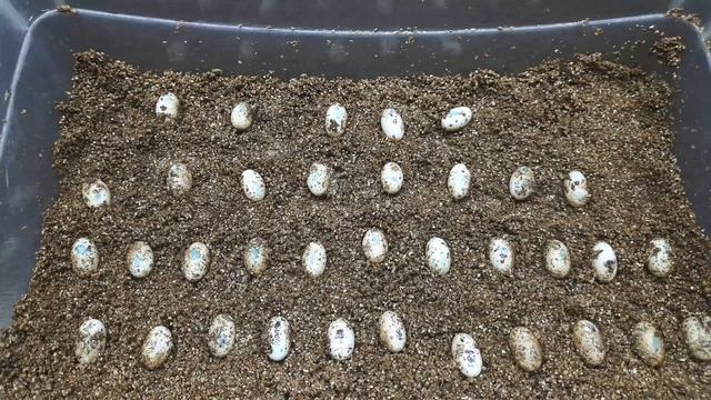 ЙЕМЕНСКИЙ ХАМЕЛЕОН. С ЯЙЦА ДО ВЗРОСЛОГО. ВЕСЬ ПРОЦЕСС РАЗМНОЖЕНИЯ. смотреть онлайн