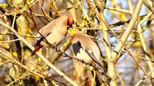 Свиристели. Март