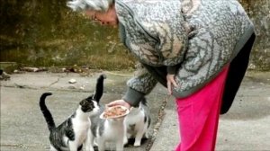 Кот спас бабушке жизнь. То, что он сделал удивило соседей!