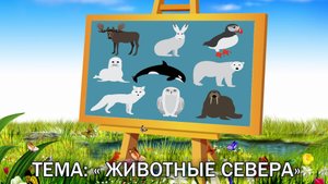 Животные Севера