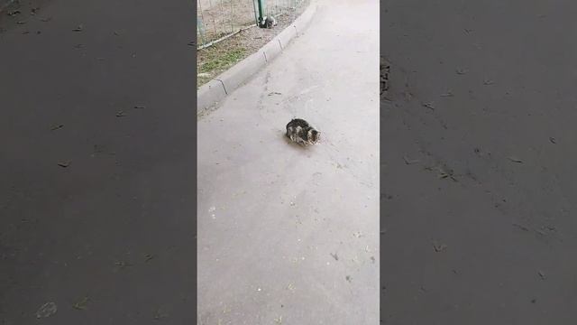 три кота