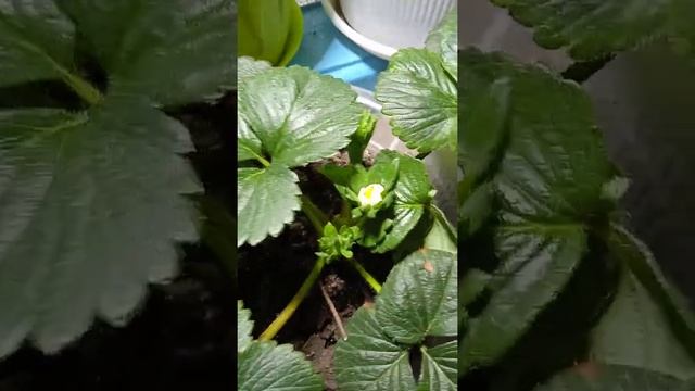 Клубника на подоконнике зацвела. В январе проводим эксперименты. Скоро ягодки. #shorts