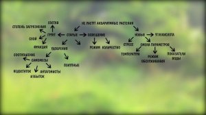 ПОЧЕМУ НЕ РАСТУТ АКВАРИУМНЫЕ РАСТЕНИЯ