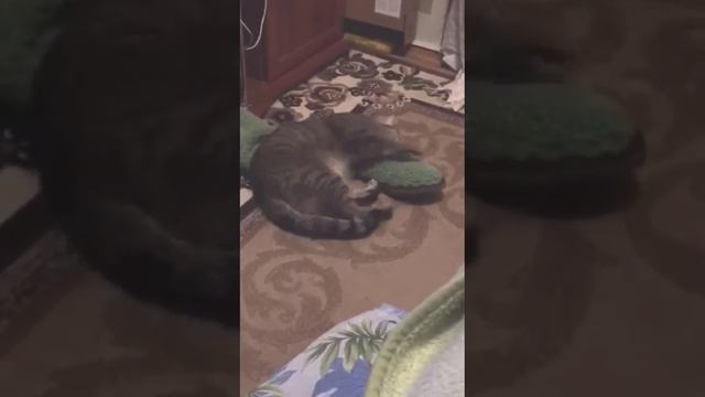 Funny cats|Barsik likes the slipper| #cats #shorts