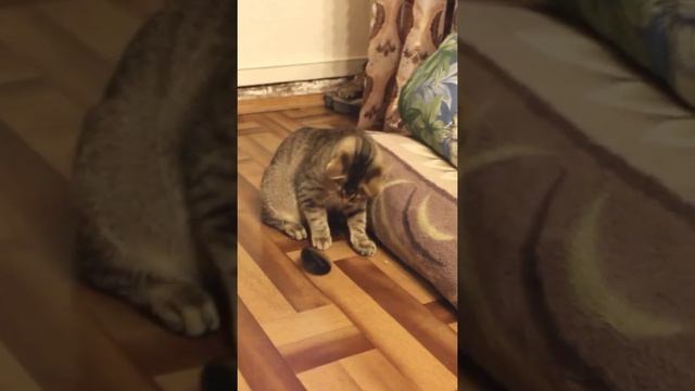 Funny cats|Barsik plays with the lens cap|#cats #shorts