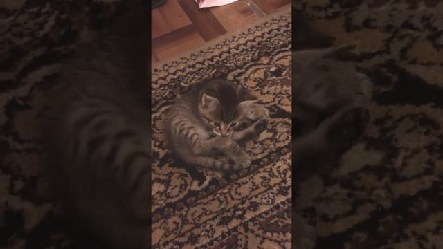 Funny cats |Barsik tumbling on the carpet| #cats #shorts