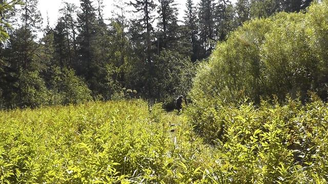 Первый выезд в лес смотреть онлайн