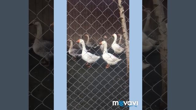 Гуси/Индюки/Утки/Изменения в хозяйстве смотреть онлайн