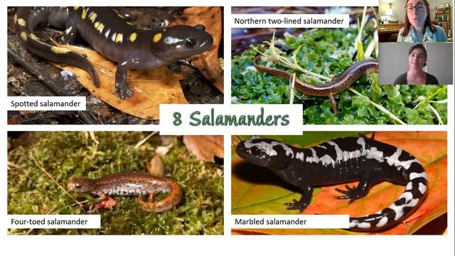 Amazing Amphibian Virtual Program
