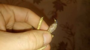 Зелёная игуана дома Опух палец на лапе жесть!!!