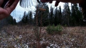 малиновый щур