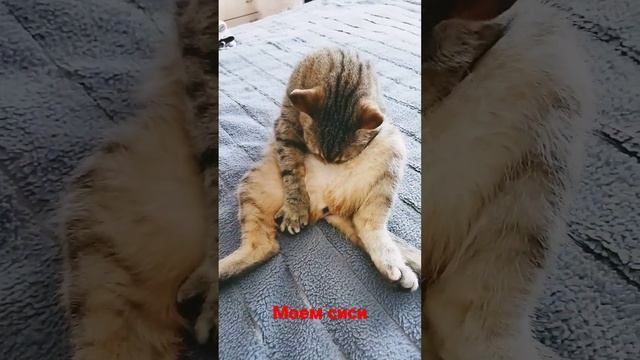 моем сиси
