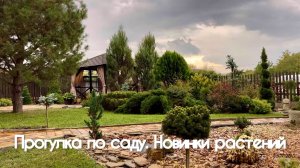 Прогулка по саду. Новинки растений в саду.
