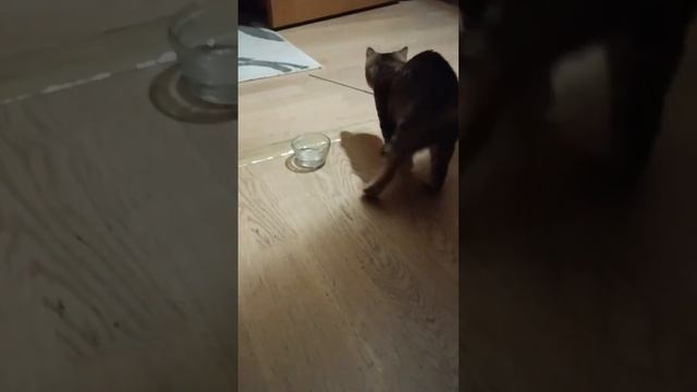 Марфуша и баночка с водой. Вечерний релакс #кошка #котята #животные