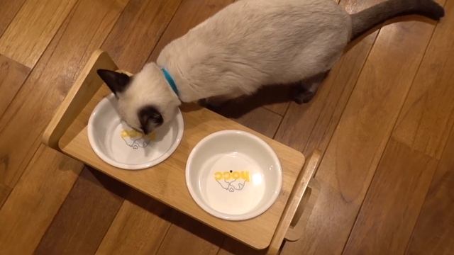子猫に初めてのミルク｜ペロペロが止まらない猫