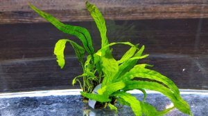 ПАПОРОТНИК КАРЛИКОВЫЙ МИКРОСОРУМ ( MICROSORUM PTEROPUS PETITE )