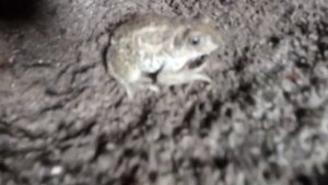 жаба в погребе