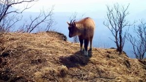 Редкий горал впервые на видео "Земли леопарда"