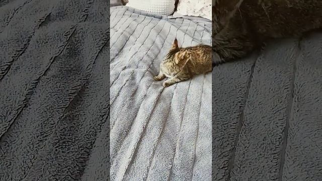 не играет