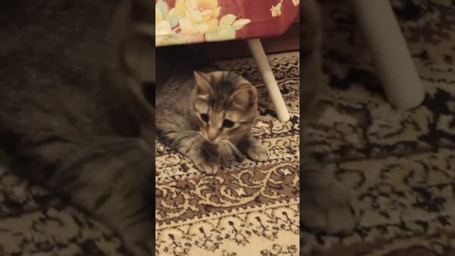 Funny cats |Barsik shakes his head| #cats #shorts