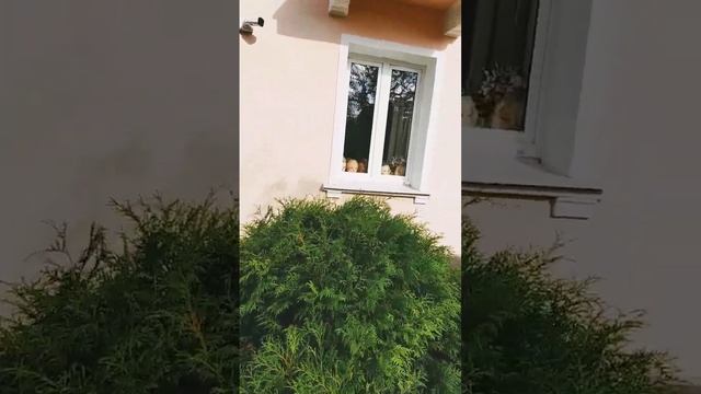 ужас