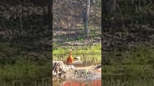 стесняются утки