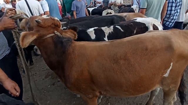 Поп, Ґурумсарой Мол Бозори. Ґунажинлар ва Новвослар Нархлари.