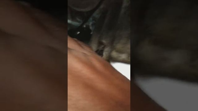 Land Rover LR2 Starter Installation | Michael & Black смотреть онлайн