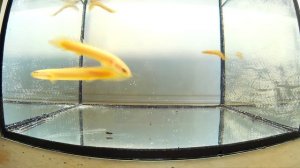 #137 ПОЛИПТЕРУС СЕНЕГАЛЬСКИЙ (Polypterus senegalus) Содержание, как разводить и чем кормить.