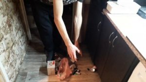 Филимон Фил в быту.  Lifestyle video