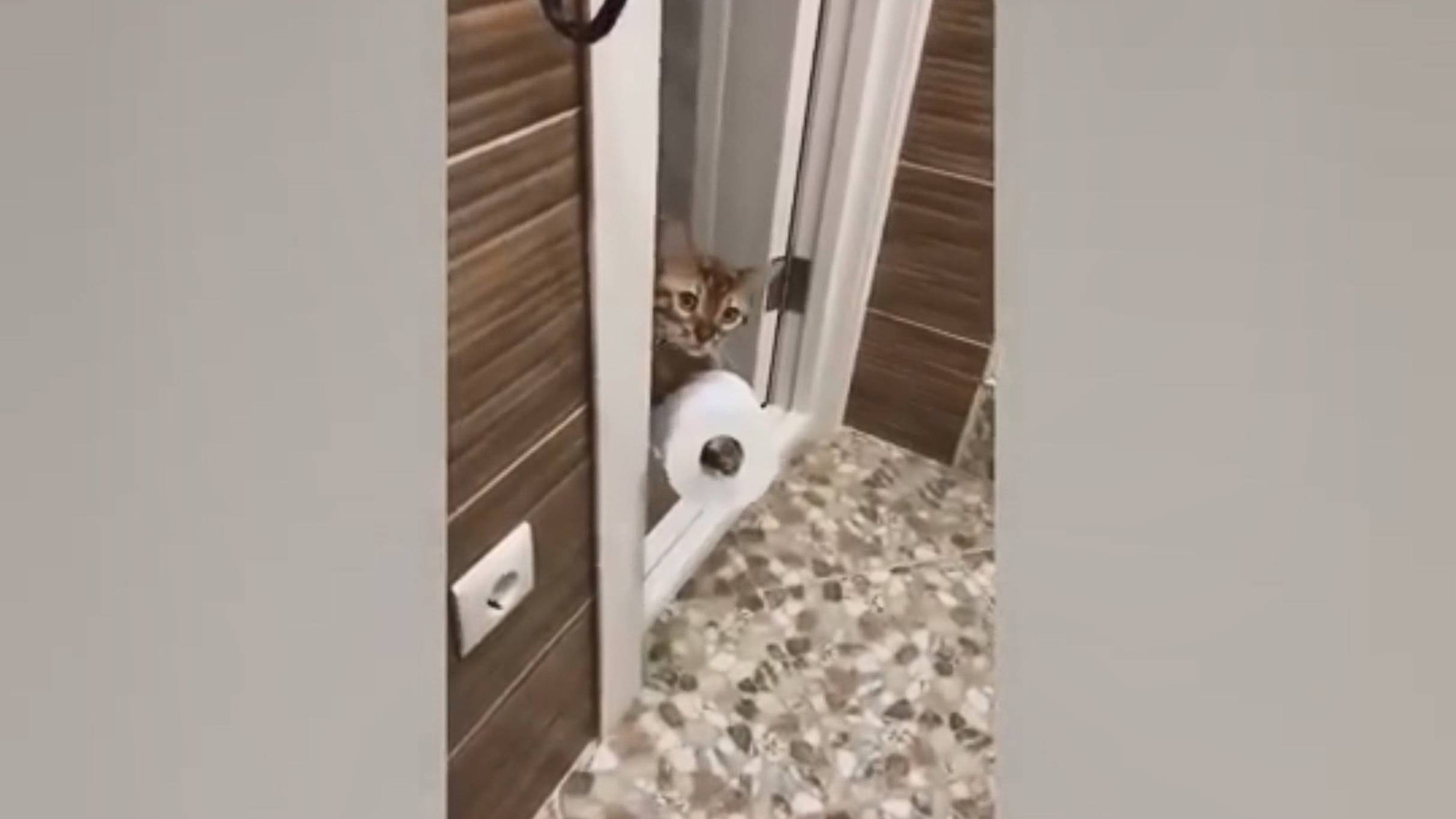 Игры с котами, 15. Котенок носит туалетную бумагу хозяйке :)