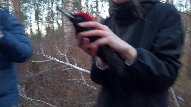 Заброшенная Электричка среди леса. Поезд-Призрак. Спасение Дятла из под состава. Первая помощь птице