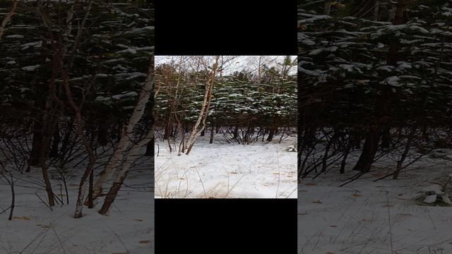 видео октябрь.mp4
