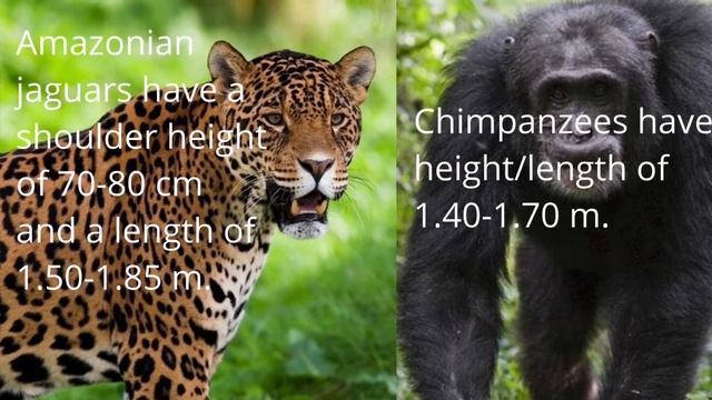 Amazonian jaguar vs Chimpanzee, who would win? смотреть онлайн