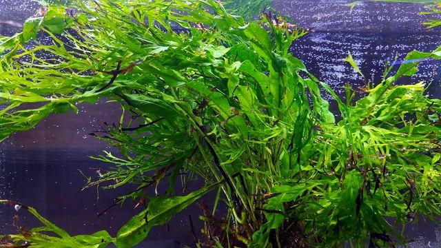 МИКРОСОРУМ ВИНДЕЛОВ. Microsorum Windelov. САМЫЙ ТОПОВЫЙ ПАПОРОТНИК