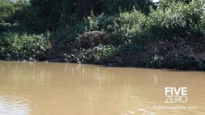 Jaguar vs Caiman vs Piranha