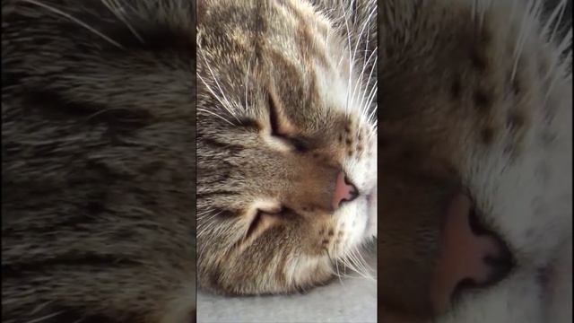 Funny cats |Barsik sleeps| #cats #shorts