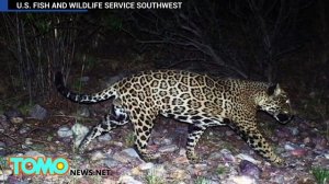 American Jaguar sighting! 'El Jefe' caught on camera for the first time - TomoNews