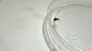 ЛИСТОЕДЫ. ГРЕЧИШНЫЙ ЛИСТОЕД. Gastrophysa polygoni