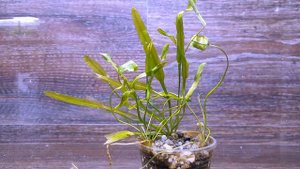 АПОНОГЕТОН ПЛАВАЮЩИЙ ( Aponogeton natans )