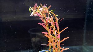 РОТАЛА КРУГЛОЛИСТНАЯ ОРАНЖ ДЖУС. Rotala rotundifolia 'Orange Juice'. СЕКРЕТЫ СОДЕРЖАНИЯ В АКВАРИУМЕ