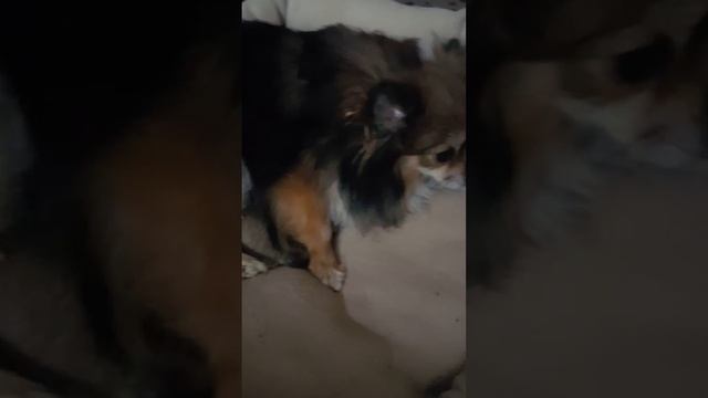 Померанский шпиц Lucky Kaprize. Первые роды. ч. 6 смотреть онлайн