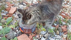 Смотрите чем нужно кормить маленького котенка