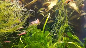 ЛУЧШЕЕ СРЕДСТВО ОТ ВОДОРОСЛЕЙ