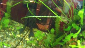 мой генератор со 2 для аквариума в работе